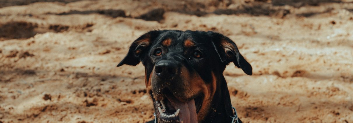 doberman entrenado