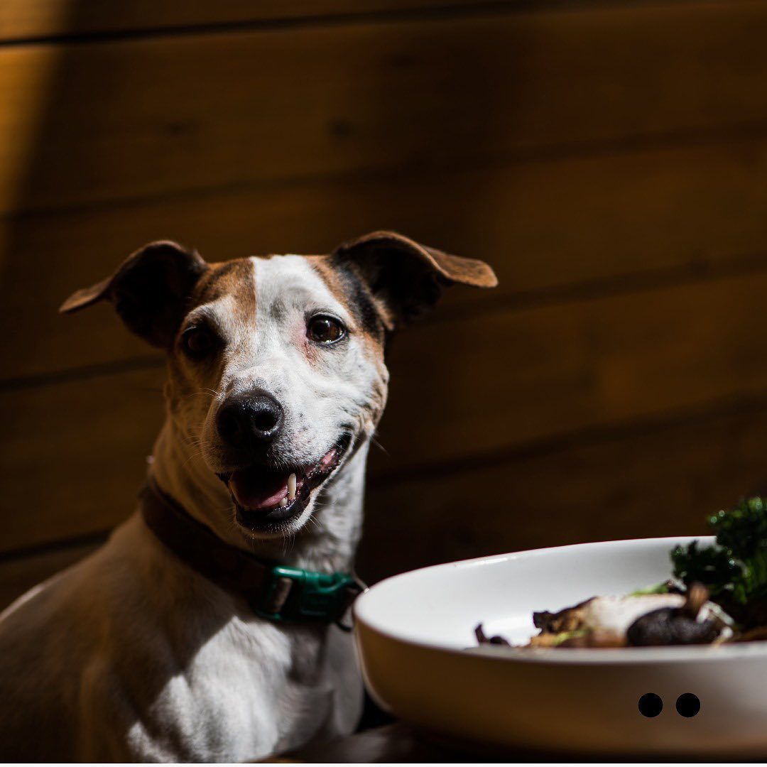 5 restaurantes pet friendly en la CDMX