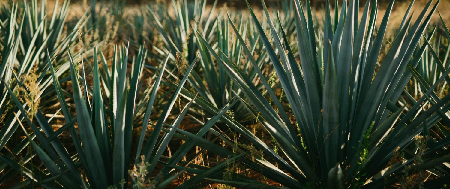 Cata, mezcal, recomendaciones, gastrovinos, bebidas, degustación, foodie, chef, sommelier, maridaje, oaxaca, tequila, agave