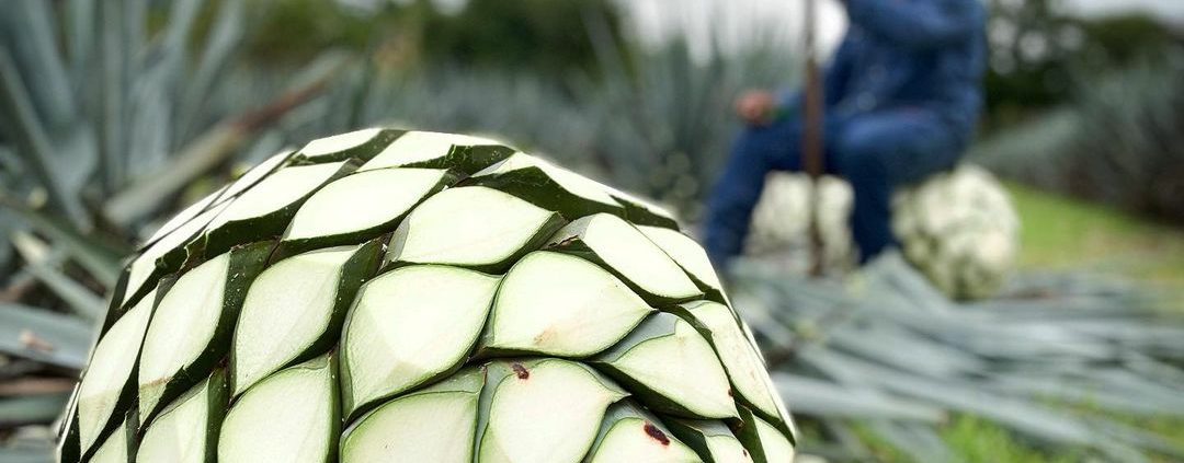 Las casas tequileras para visitar en Tequila, Jalisco