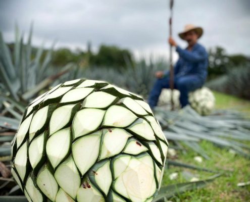 Las casas tequileras para visitar en Tequila, Jalisco