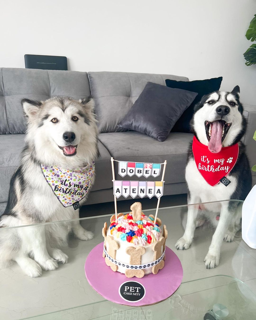 Conoce a las mascotas de los influencers