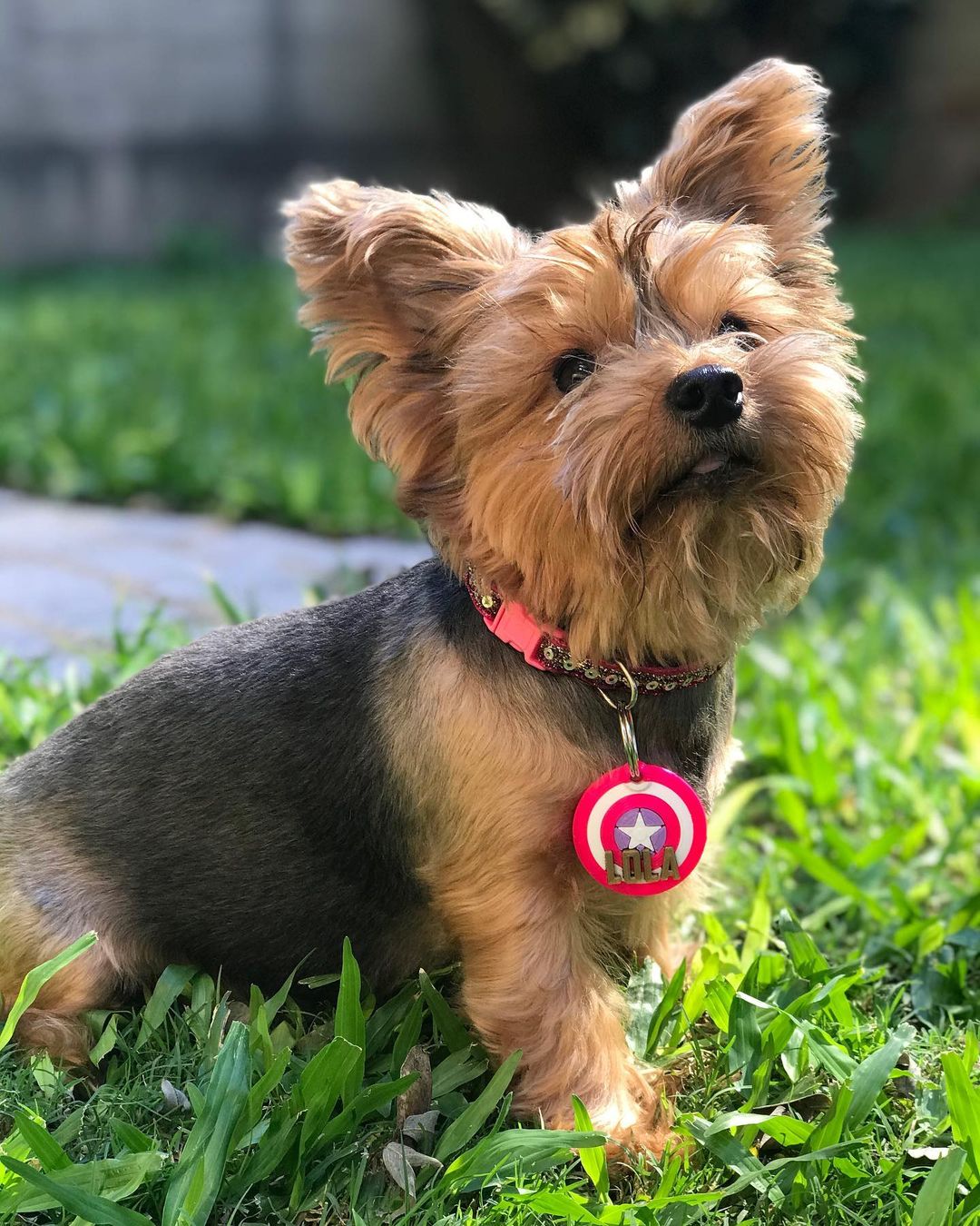 Lola, la perrita que parece niña