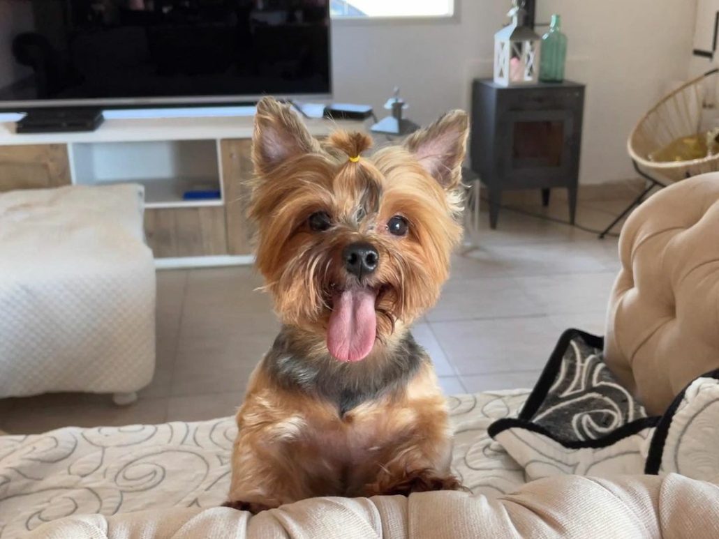 Mascota, inteligente, trucos, funny, awesome things, perro, dogs, pet, Mascota, inteligente, trucos, funny, awesome things, perro, dogs, pet,
