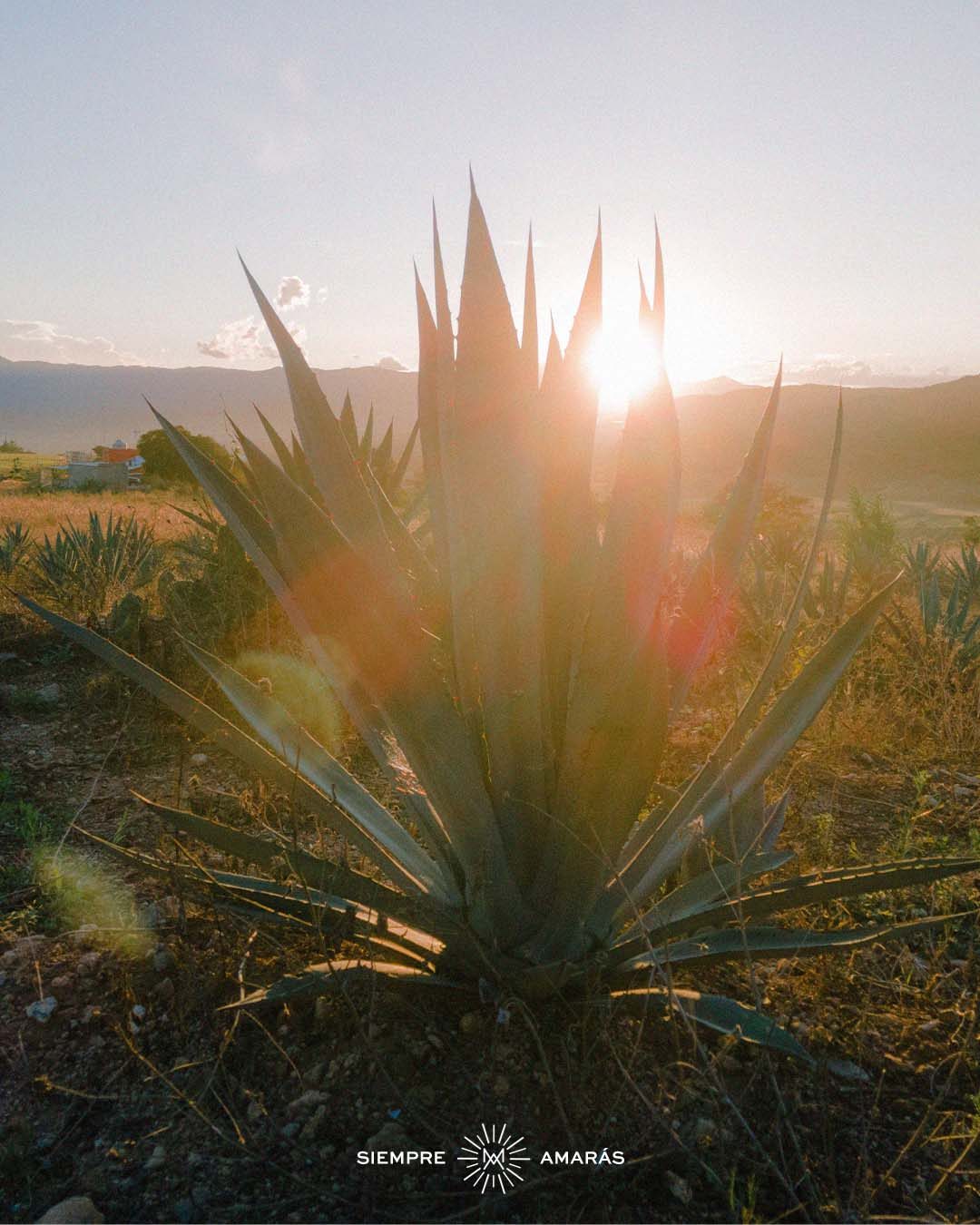 Conoce todo sobre el Mezcal