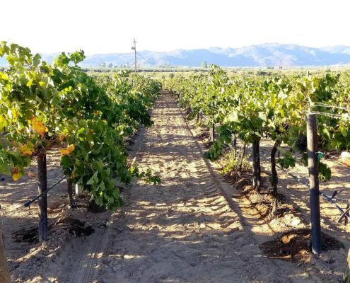 El Valle de Guadalupe: viñedos y gastronomía