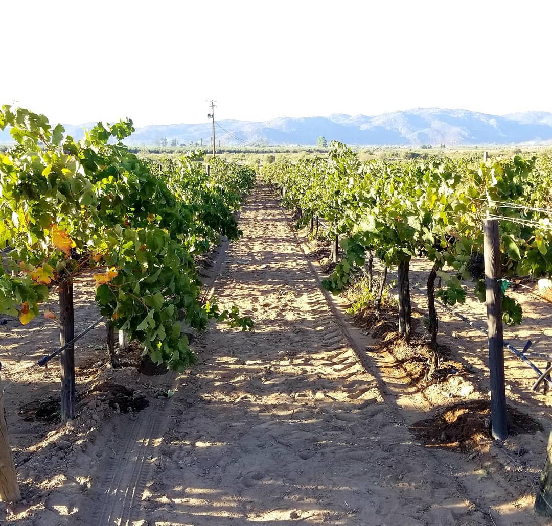 El Valle de Guadalupe: viñedos y gastronomía