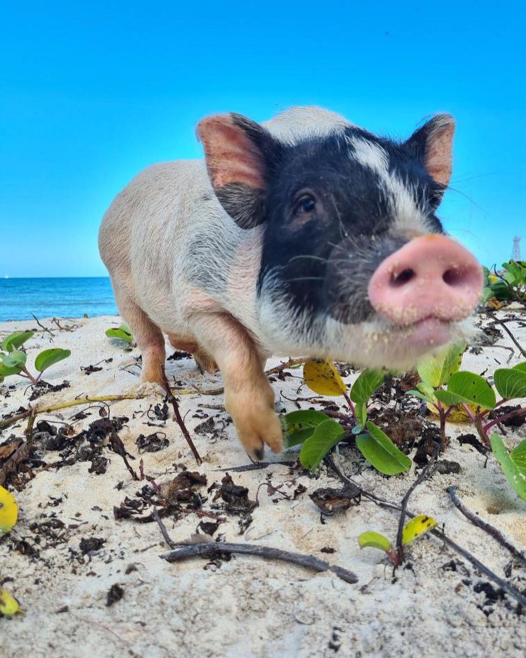 Playa de los cerditos en Yucatán