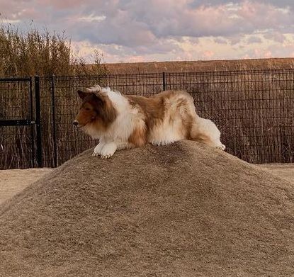 Toco: el hombre perro