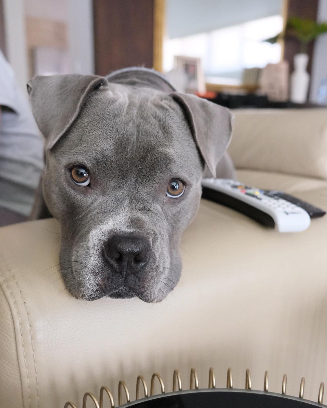 Cuentas de perritos que te van a llenar el corazón