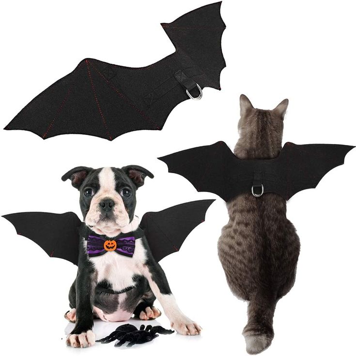 halloween, disfraces, mascota, fáciles de hacer, caseros, disfraces caseros, disfraces sencillos, disfraces creativos, perros, gatos