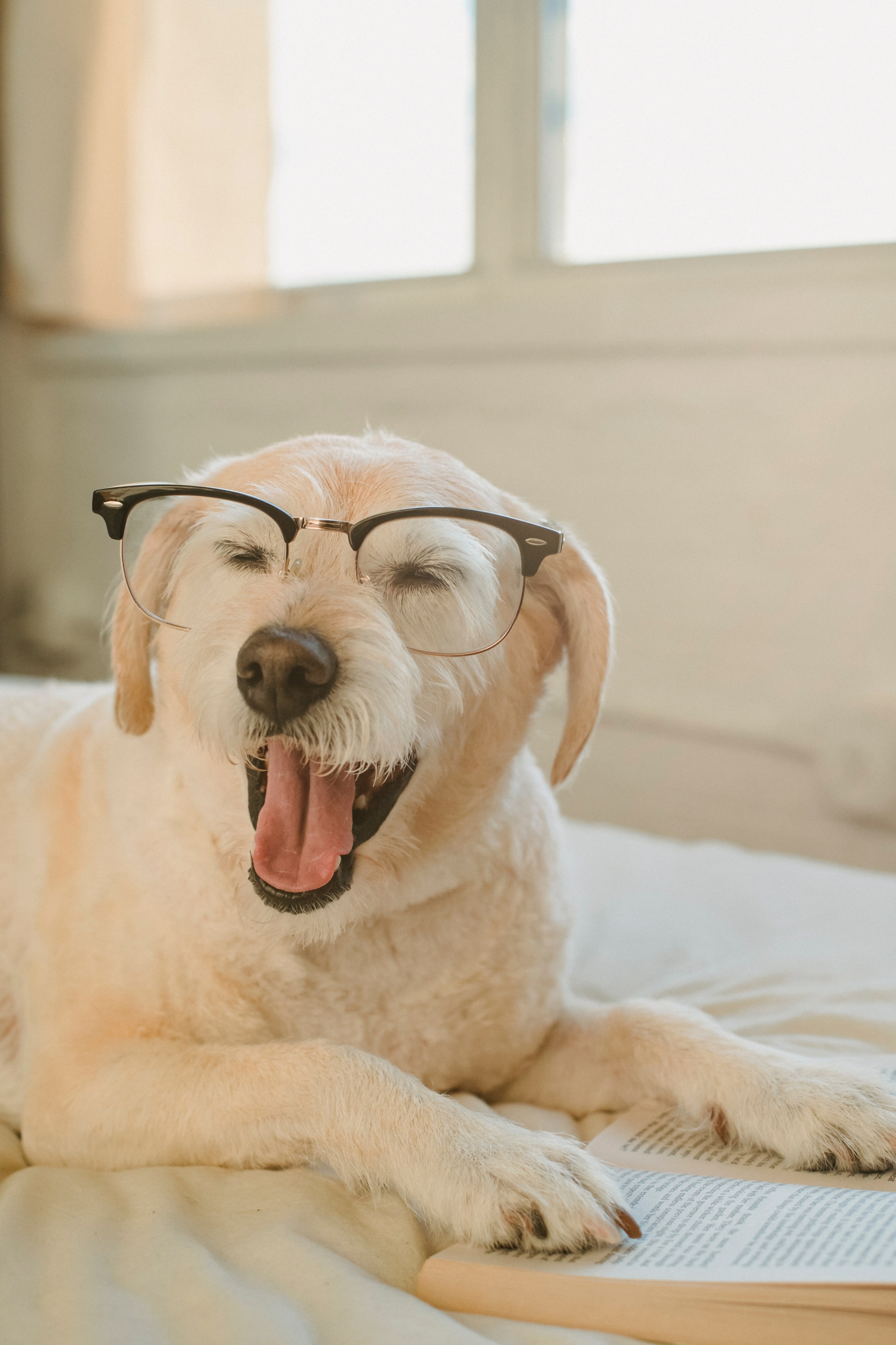 Dog Math