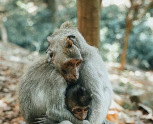 Propósito de año nuevo ¡Ser cruelty free!