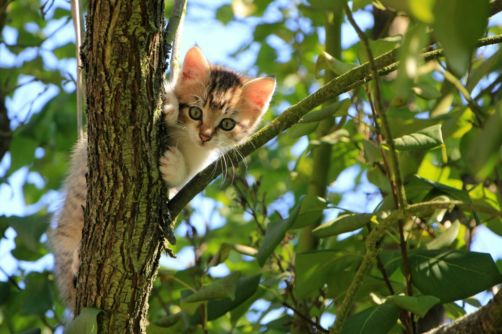 día del gato, gato, gatito, importancia, tres veces al año, origen, historia, detalles