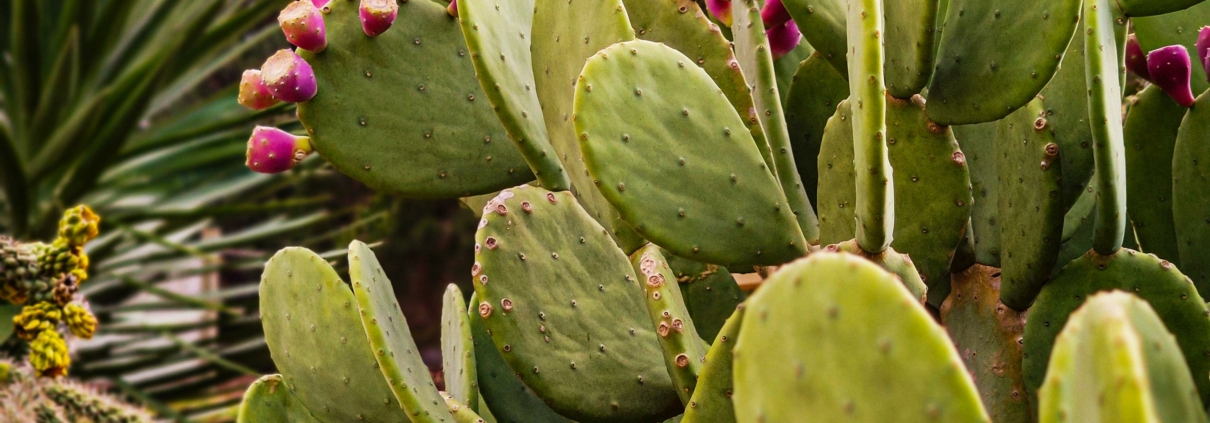 Recetas con nopales