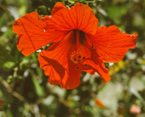 Recetas hechas con Flor de Jamaica