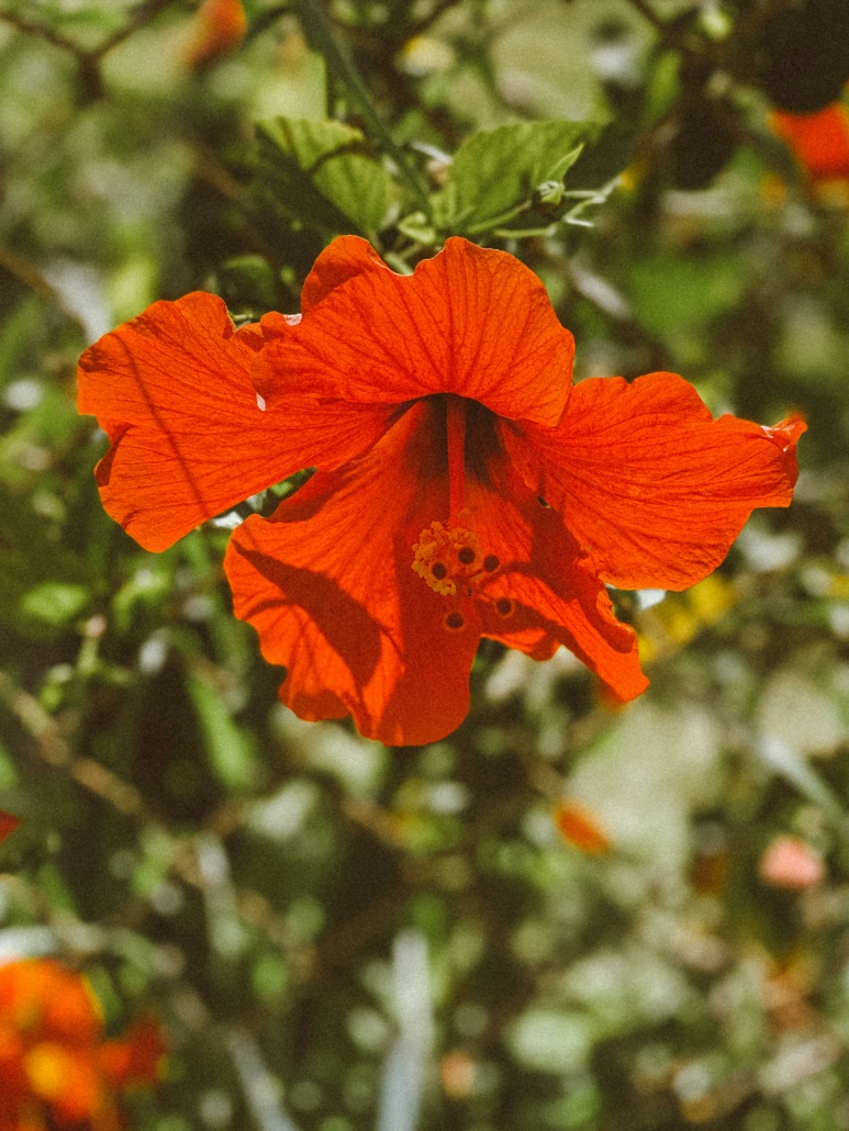 Recetas hechas con Flor de Jamaica