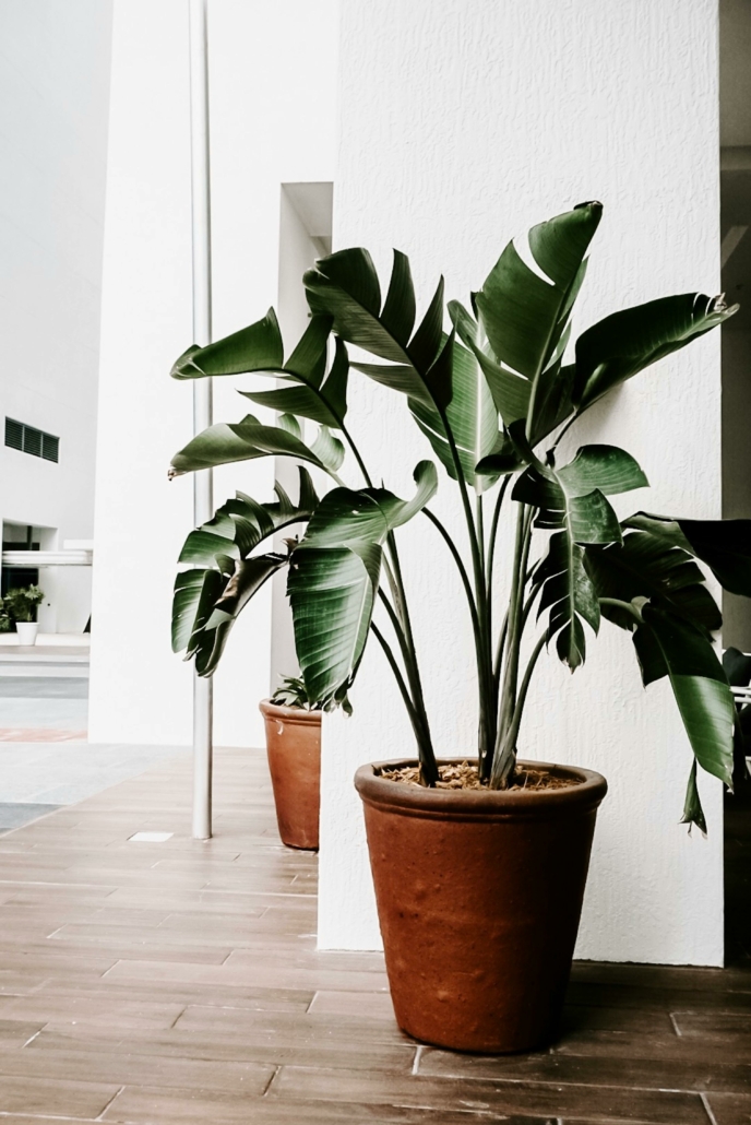 beneficios de tener plantas en tu casa