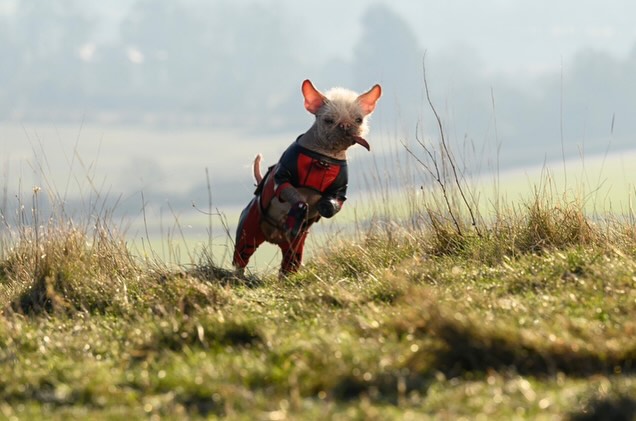 deadpool, deadpool 3, dogpool, peggy, perrita, adopción, perro más feo, ryan reynolds