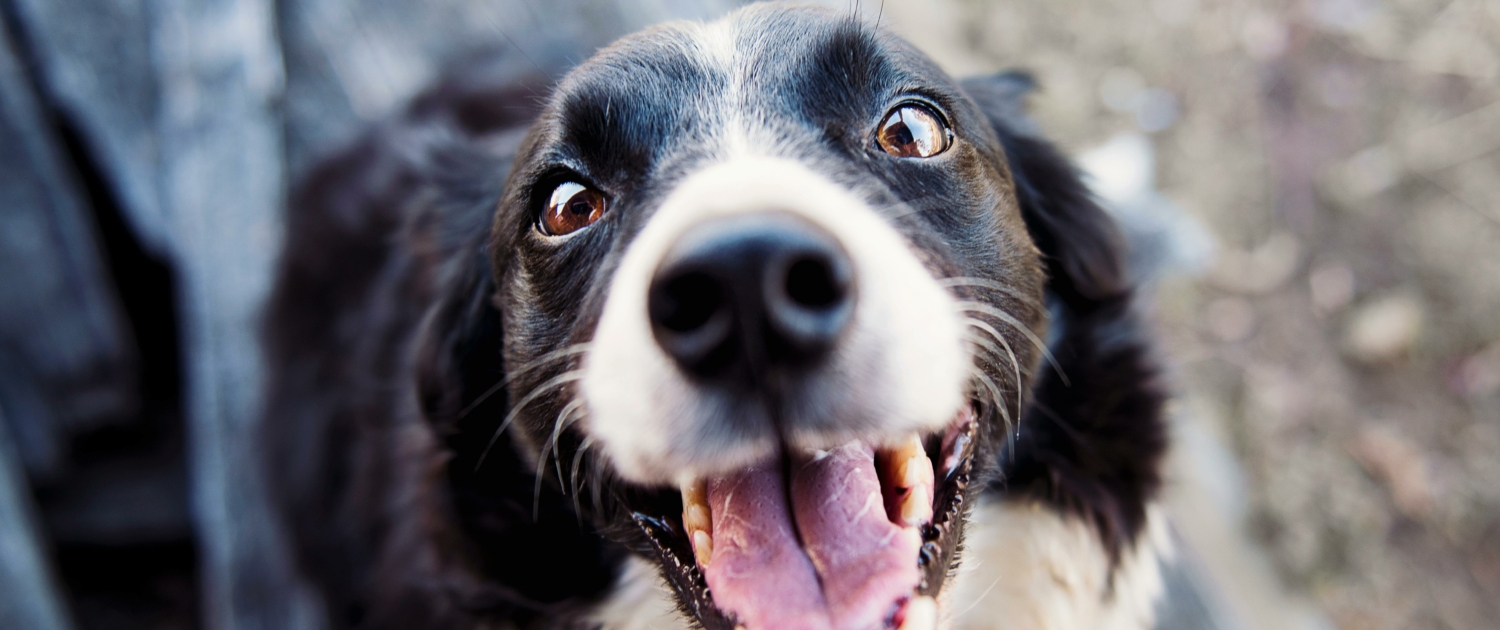 entrenador, canino, perros, comportamiento, obediencia