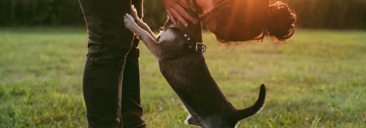 Viaja cuidando perritos de desconocidos