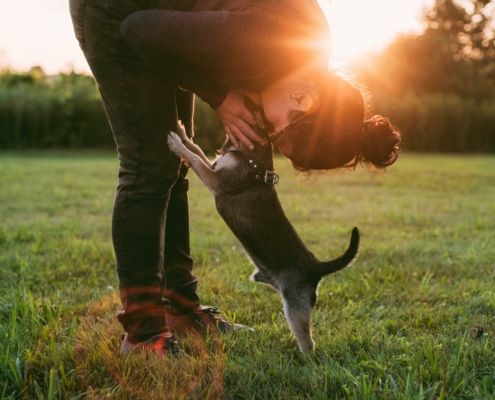 Viaja cuidando perritos de desconocidos