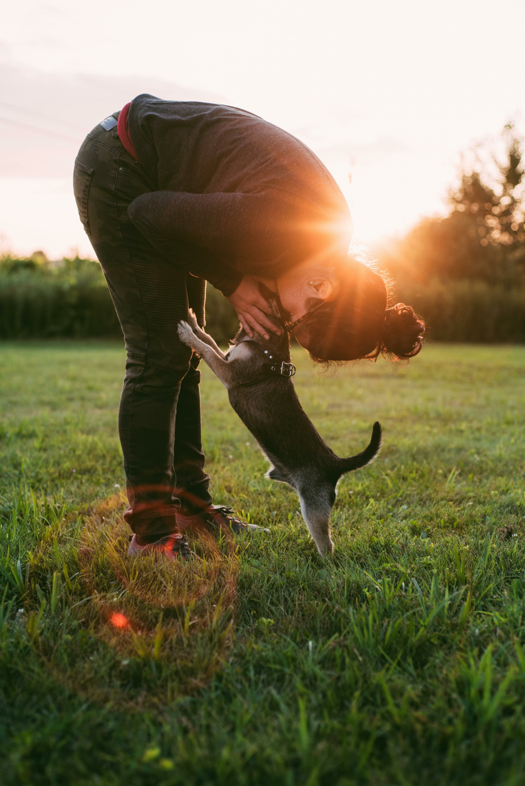 Viaja cuidando perritos de desconocidos