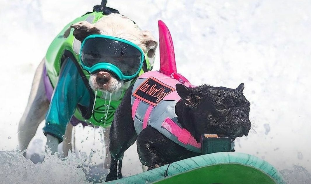 ¿Todos los perros pueden practicar este deporte? Según algunos estudios hay razas a las que les gusta más el agua, por lo que será más fácil que les guste subirse a la tabla y estar en el mar. También depende de tu perro y cuánto lo entrenes, como las personas, a algunos se les dará de forma más sencilla, pero con dedicación, paciencia y tiempo todos lo pueden lograr. Si a ti te llamó la atención y quieres entrenar a tu perrito, te recomiendan que lo hagas poco a poco y que veas si realmente le gusta estar en el agua. Se trata de que él también disfrute la competencia no de que lo sufra. ¿Ya habías escuchado de las competencias de surf para perros?