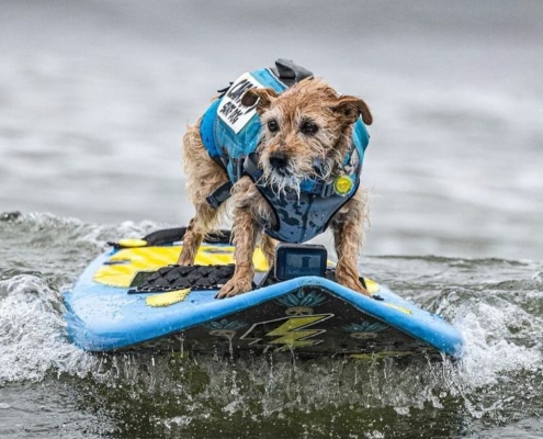 competencia de surf para perros