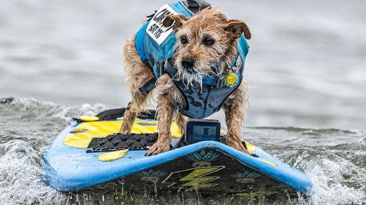 competencia de surf para perros