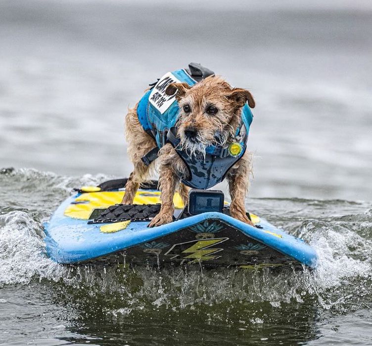 competencia de surf para perros