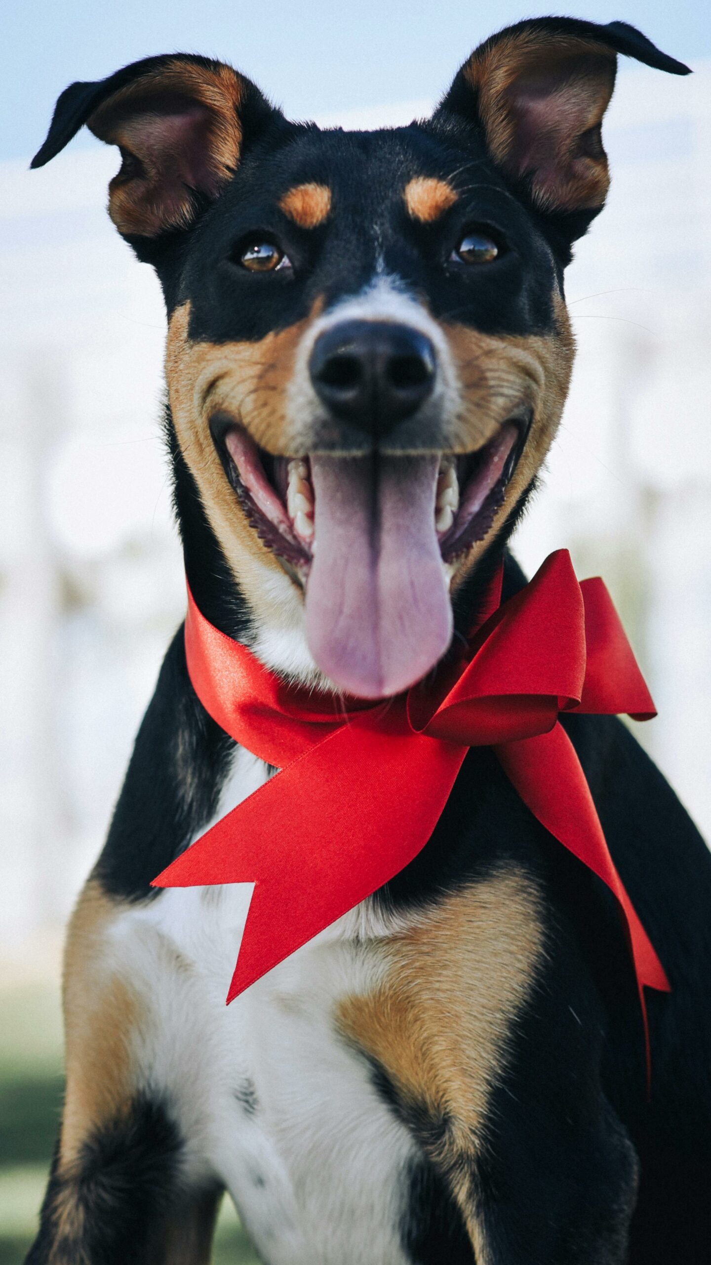 parade de perritos disfrazados en nyc