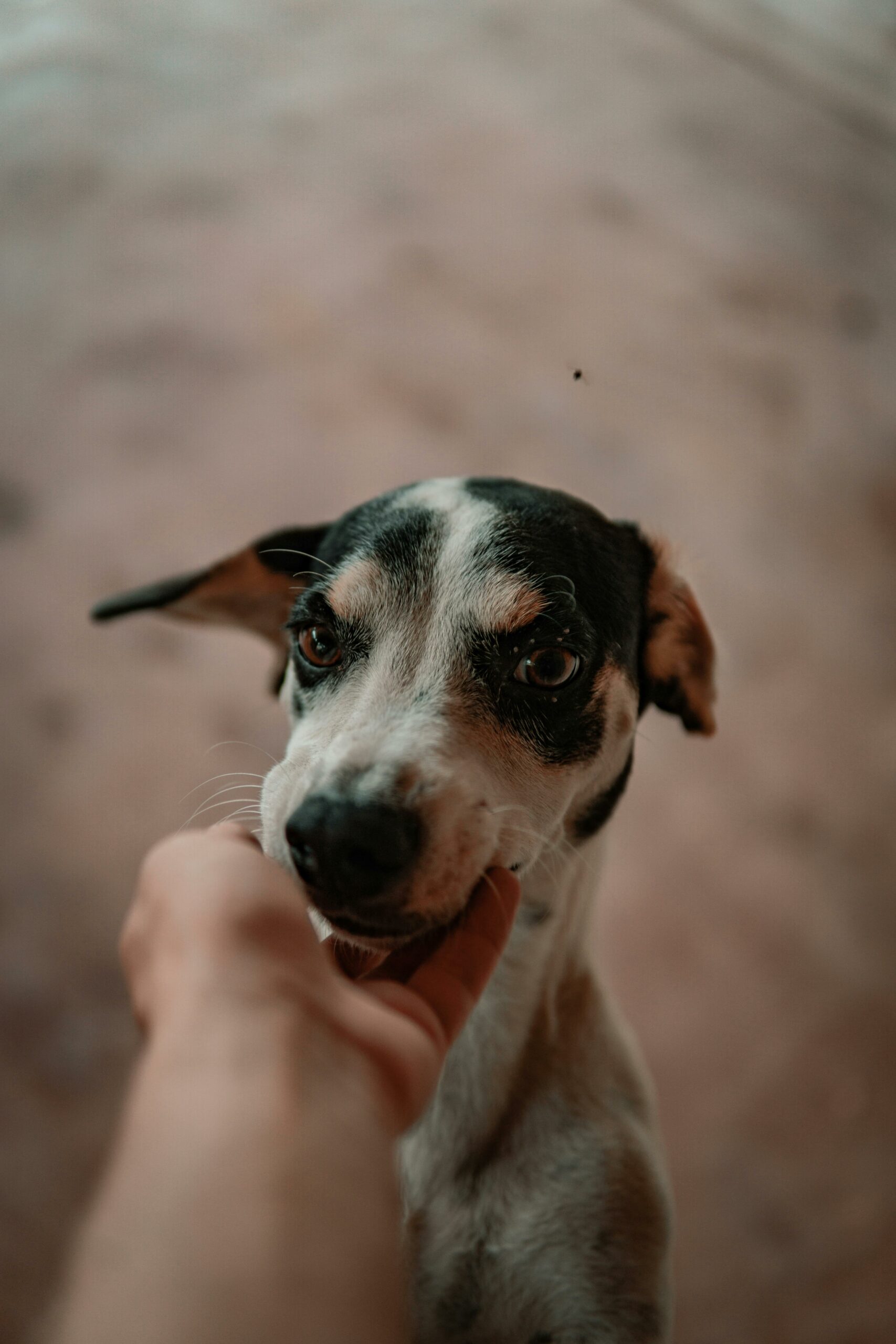 Turquía y sus animales “callejeros”